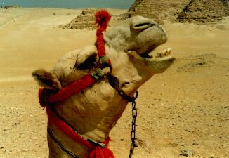 Always friendly: The camel, my mate